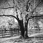 Memory Tree, Haverford Pennsylvania