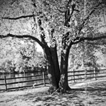 Memory Tree, Haverford Pennsylvania