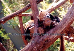 Red Pandas Philadelphia PA Dave Siegelman